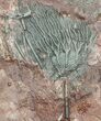 Bargain, Moroccan Crinoid (Scyphocrinites) Plate #56221-2
